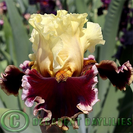 Tall Bearded Iris Sizzling Hot