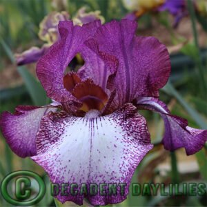 Tall Bearded Iris Spatzel