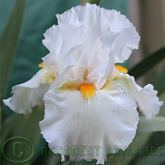 White Tall Bearded Iris with yellow beards.