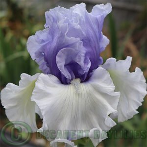 Tall Bearded Iris Wintry Sky