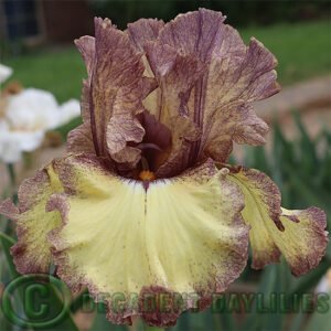 Tall Bearded iris Credible Justification