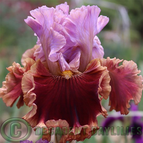 Tall Bearded iris Gem Trader